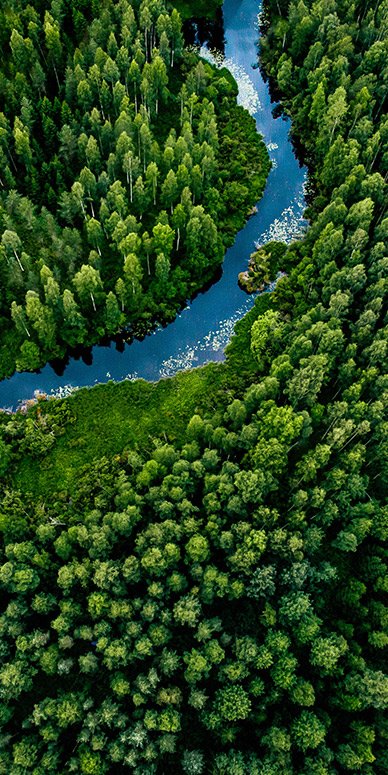 a river running through a woodland area